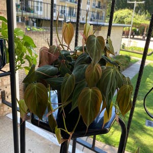 Philodendron Micans plant photo by @sk named Mikey on Greg, the plant care app.