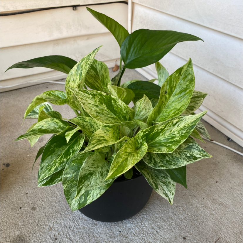 Marble Queen Pothos plant in a black pot with variegated green and white leaves.