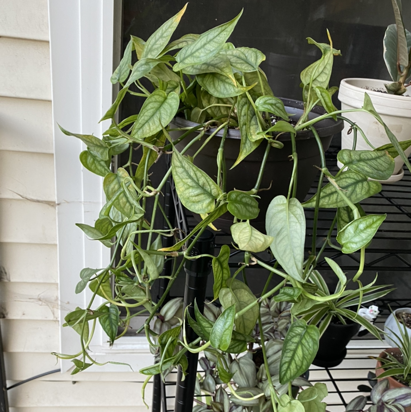 Photo of the plant species Silver Monstera by @sk named Clarence on Greg, the plant care app