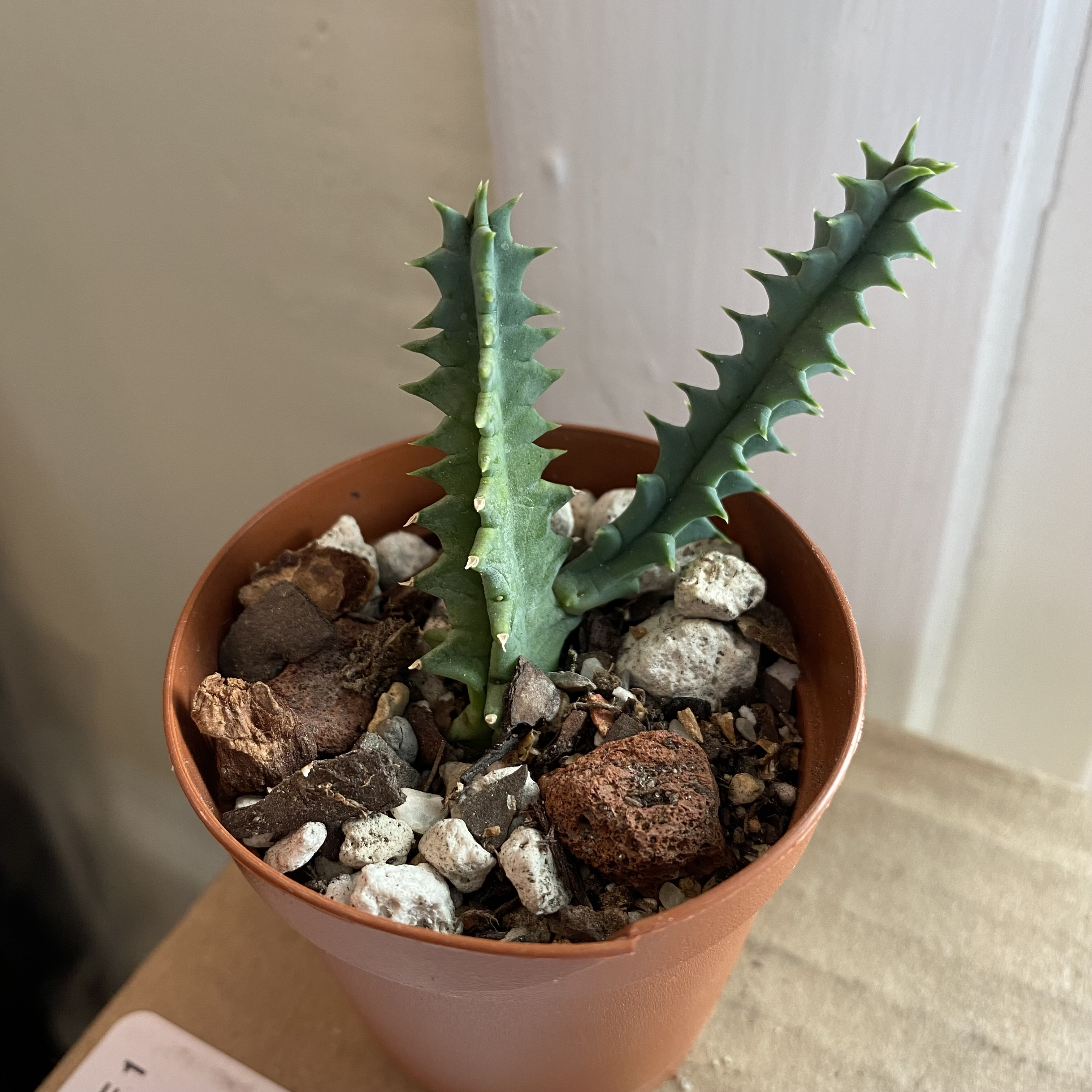 Lifesaver Cactus in a small pot with rocky soil, well-framed and focused.