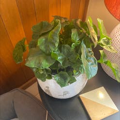 Philodendron 'Hope' plant