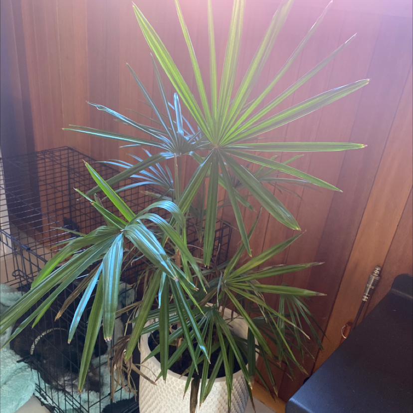 Photo of the plant species Rhapsis Palm by @MinimumChips named Lounge Fern on Greg, the plant care app