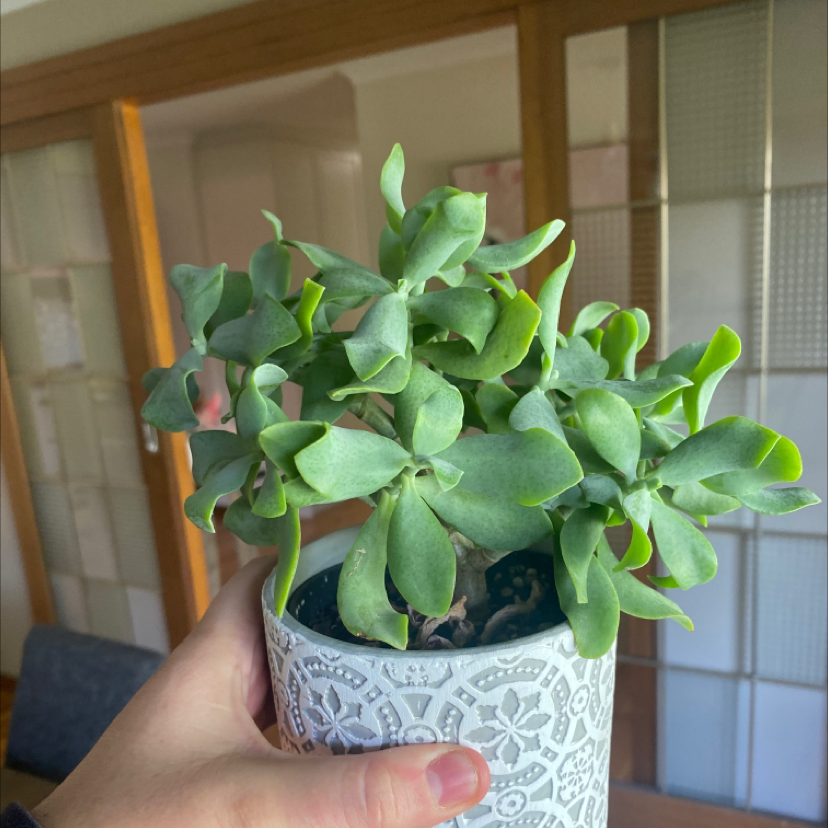 Photo of the plant species Silver Dollar Plant by @MinimumChips named First baby on Greg, the plant care app