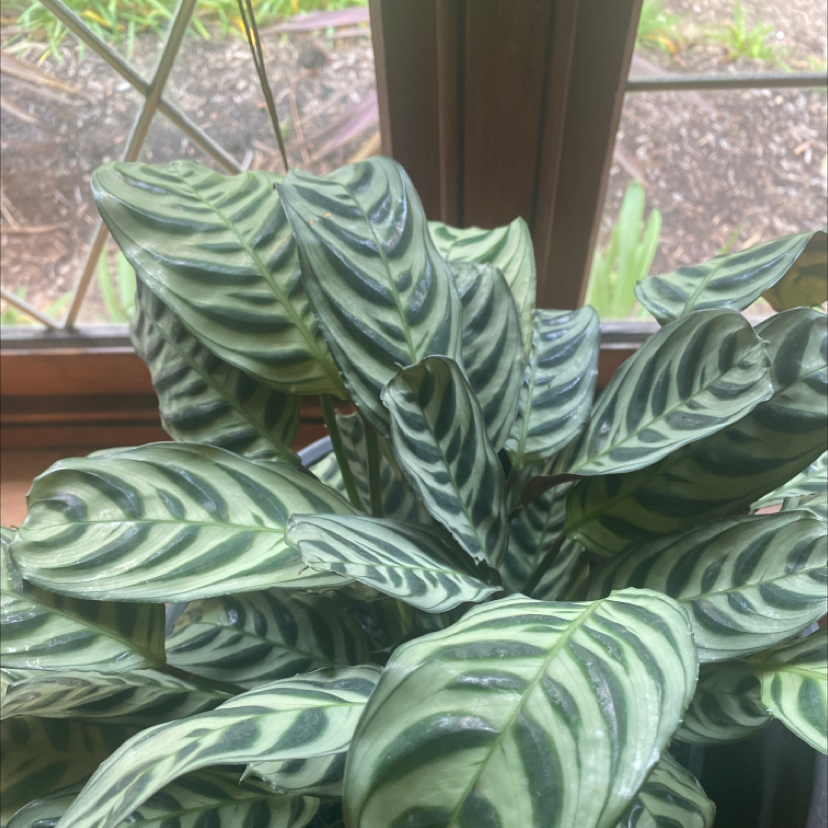 Healthy Fishbone Prayer Plant with lush green leaves featuring striking white herringbone pattern, no signs of discoloration or damage.