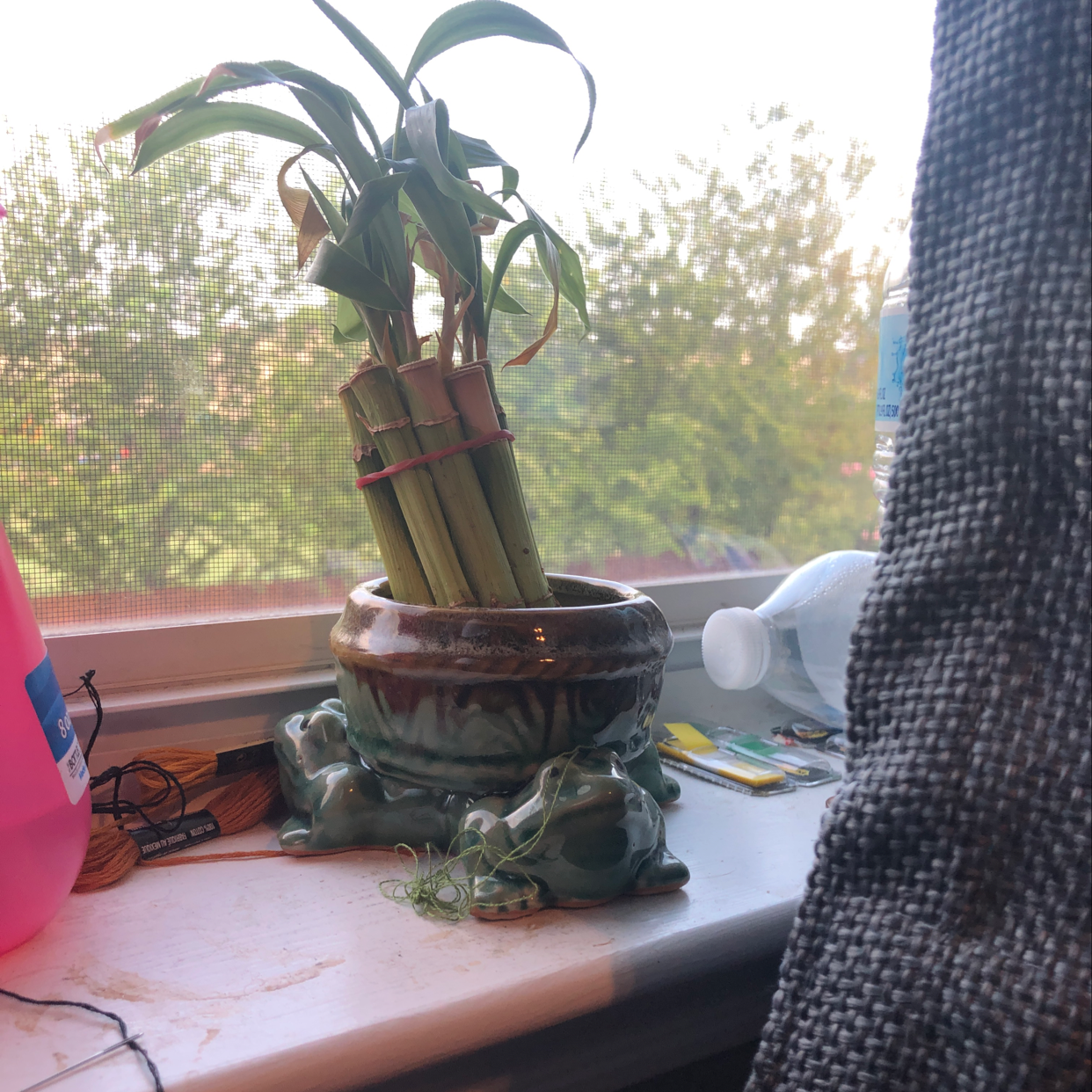 A potted cornstalk dracaena plant on a table, with long green leaves showing some yellowing tips.
