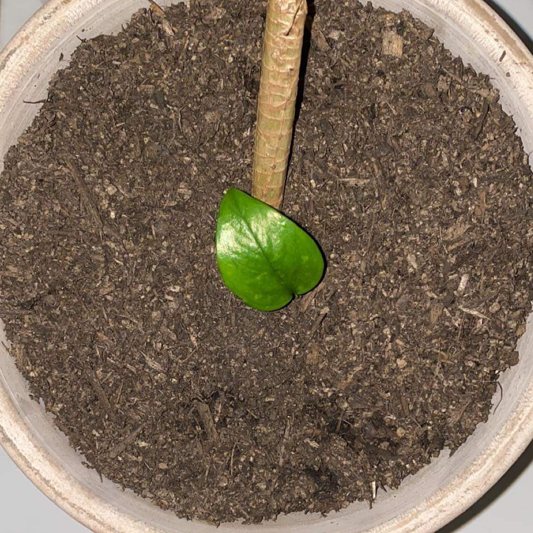Potted Variegated Monstera with a single green leaf and visible soil.