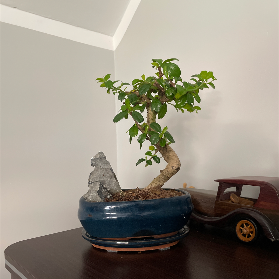 Healthy Chinese Elm bonsai tree with dense green foliage in a blue ceramic pot, positioned next to a small wooden toy car.