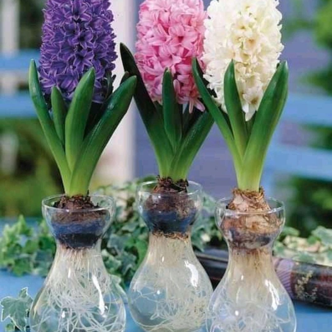 Photo of the plant species Garden Hyacinth by @DelicateYuzu named Majafe'flower on Greg, the plant care app