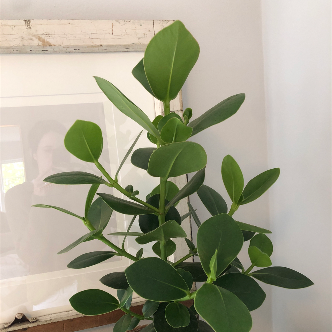 Healthy Autograph Tree with vibrant green leaves, well-framed and in focus.