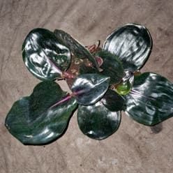 Geogenanthus ciliatus plant