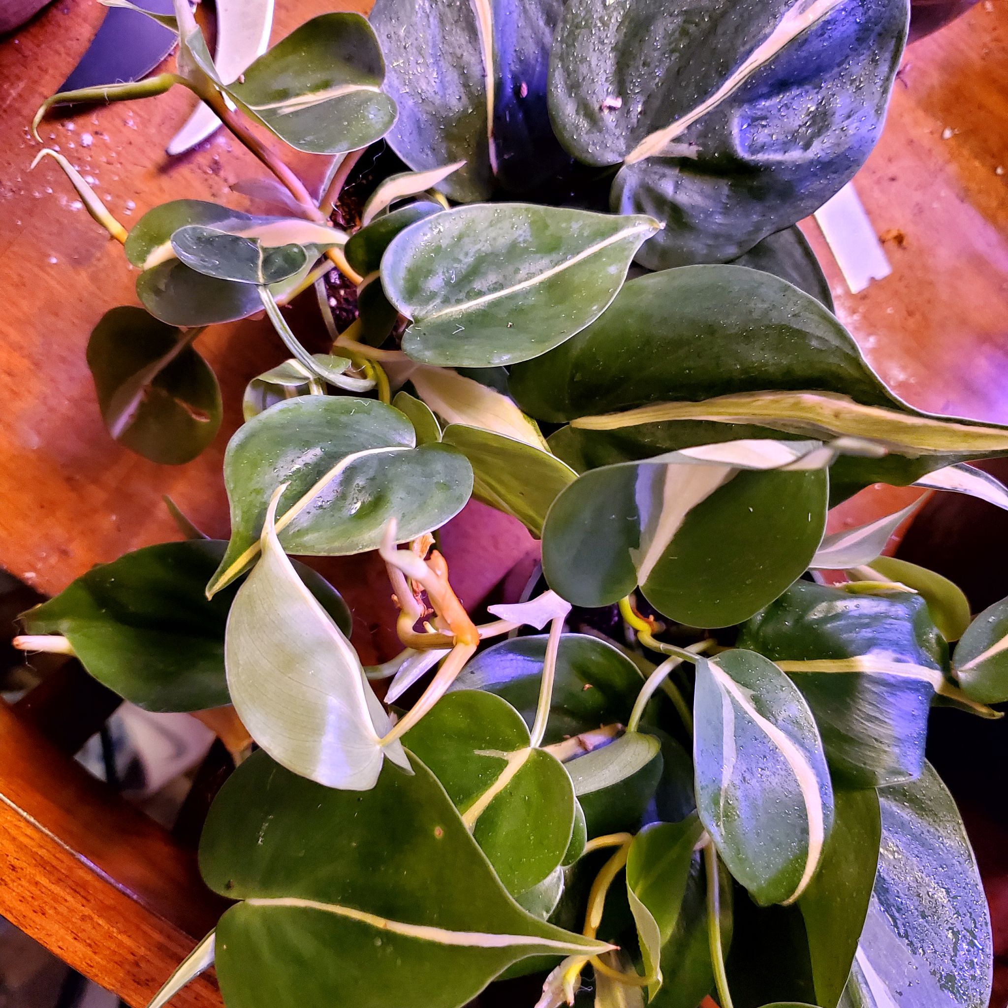 Philodendron 'Cream Splash' with variegated leaves, mostly green with cream streaks.