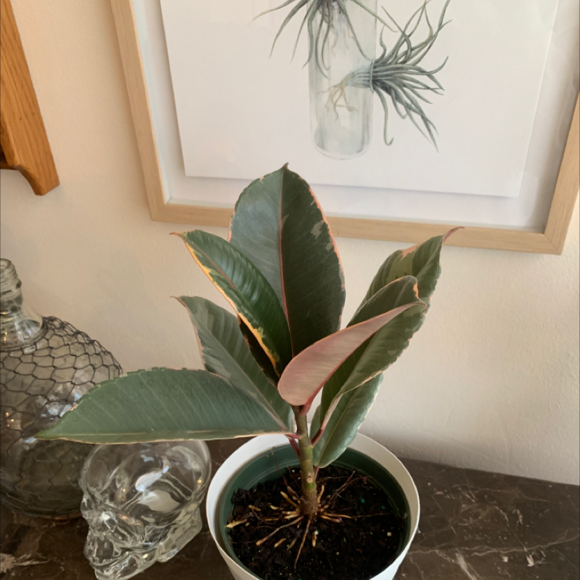 Ficus 'Ruby' plant in a pot with slight yellowing at leaf edges.