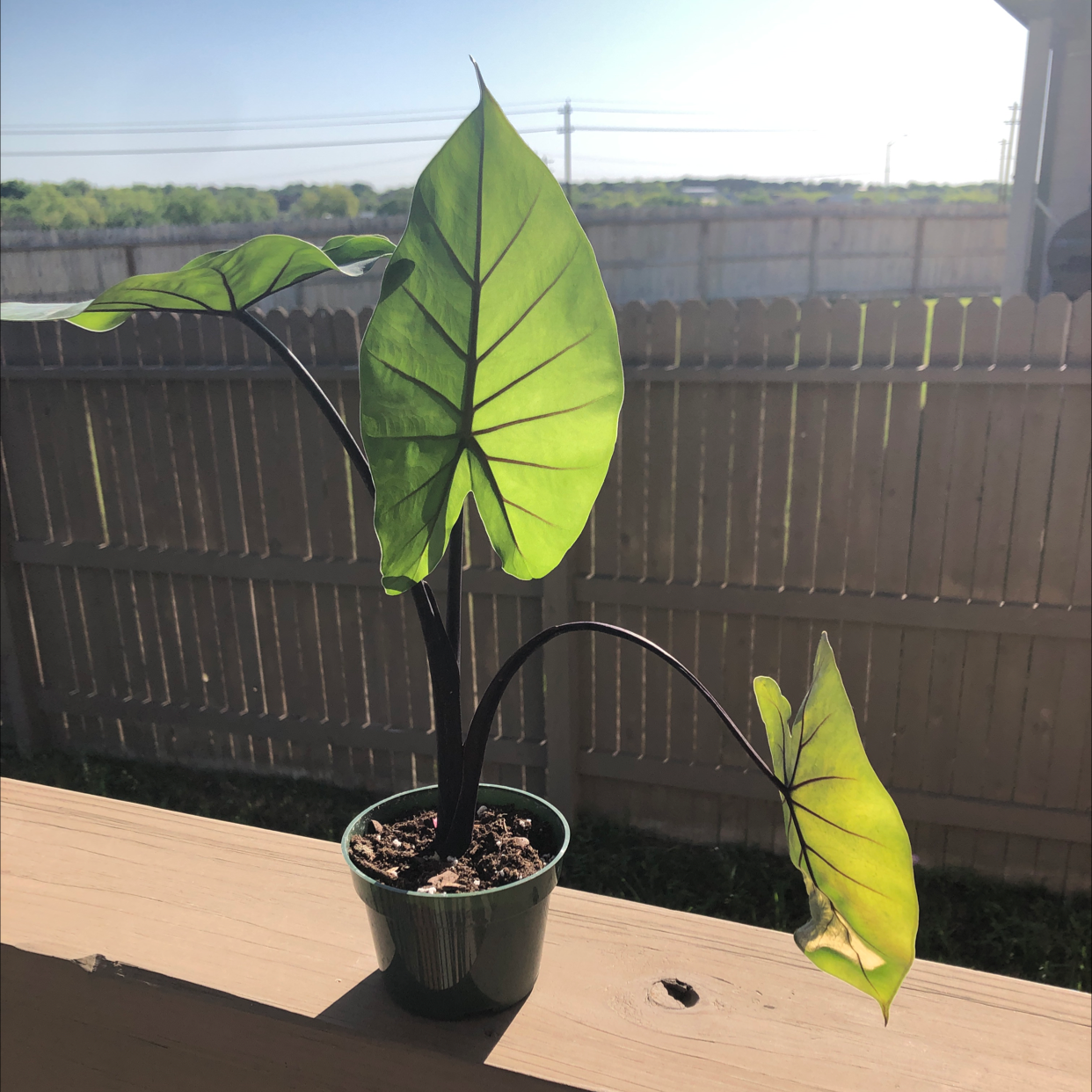 Giant Taro plant photo by @jaymcnuggets named Aly on Greg, the plant care app.