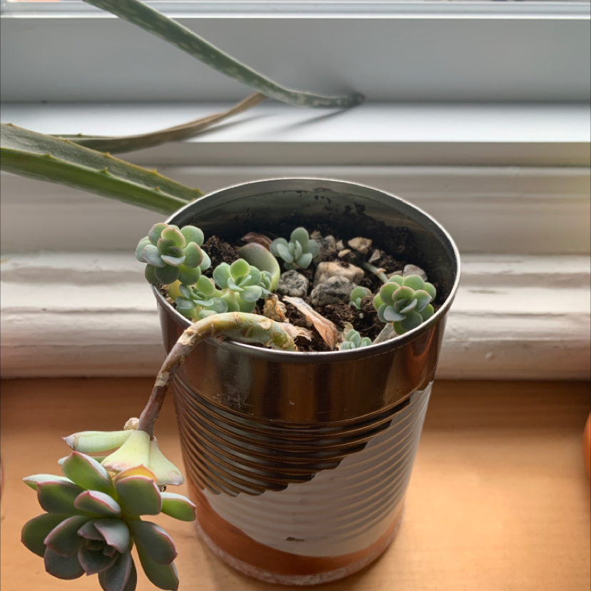 Echeveria colorata succulent in a metal container on a windowsill.