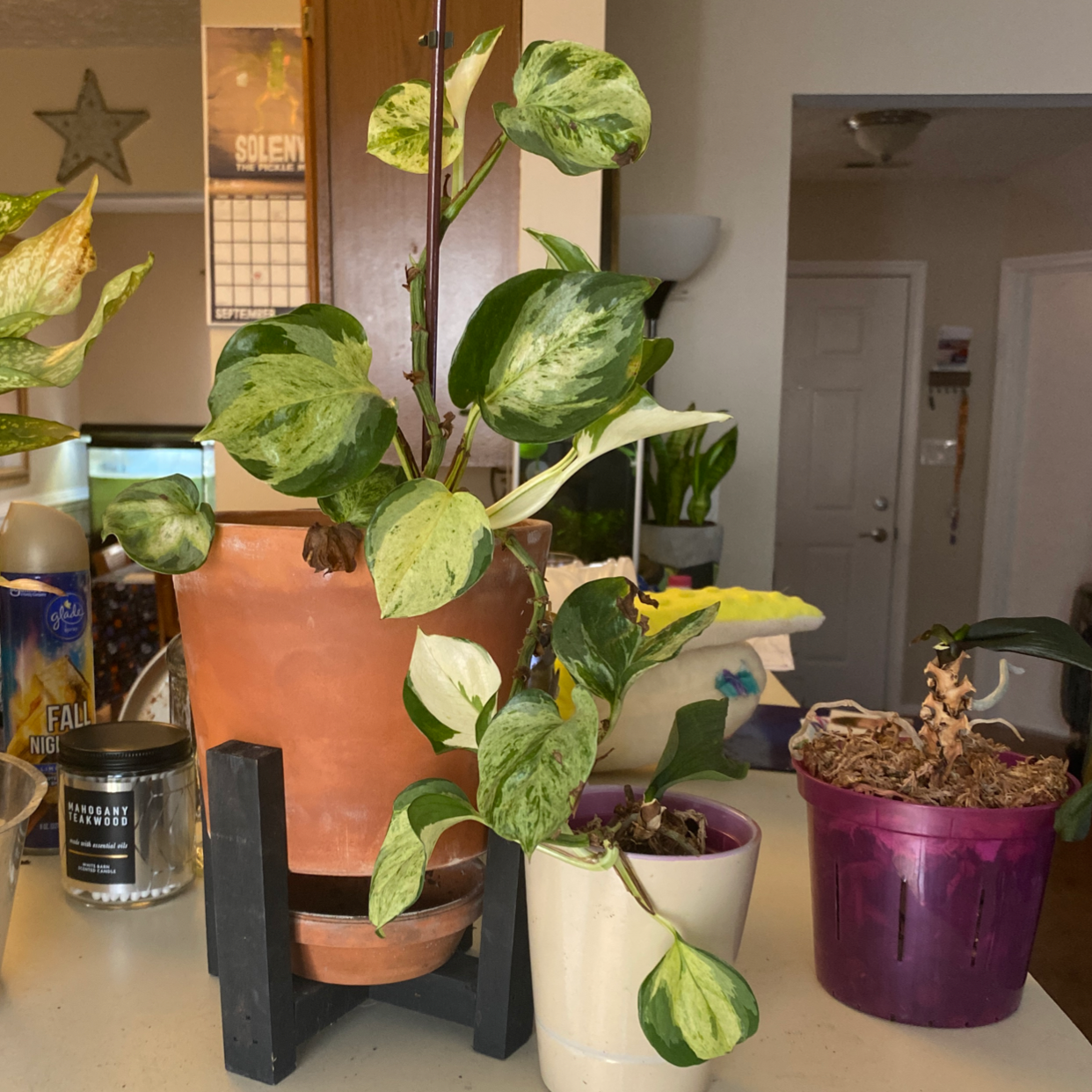 Pearls and Jade Pothos plant in a terracotta pot with variegated leaves, some yellowing. Multiple plants in the background.