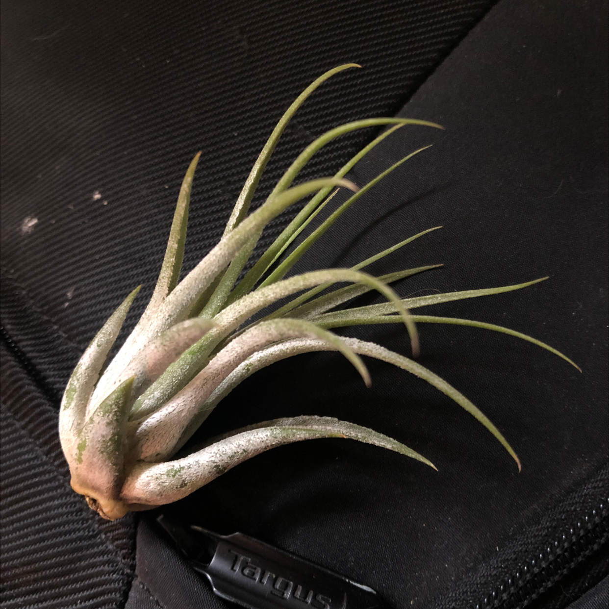 Healthy Blushing Bride Air Plant with green and pink leaves in a rosette pattern, against a dark background.