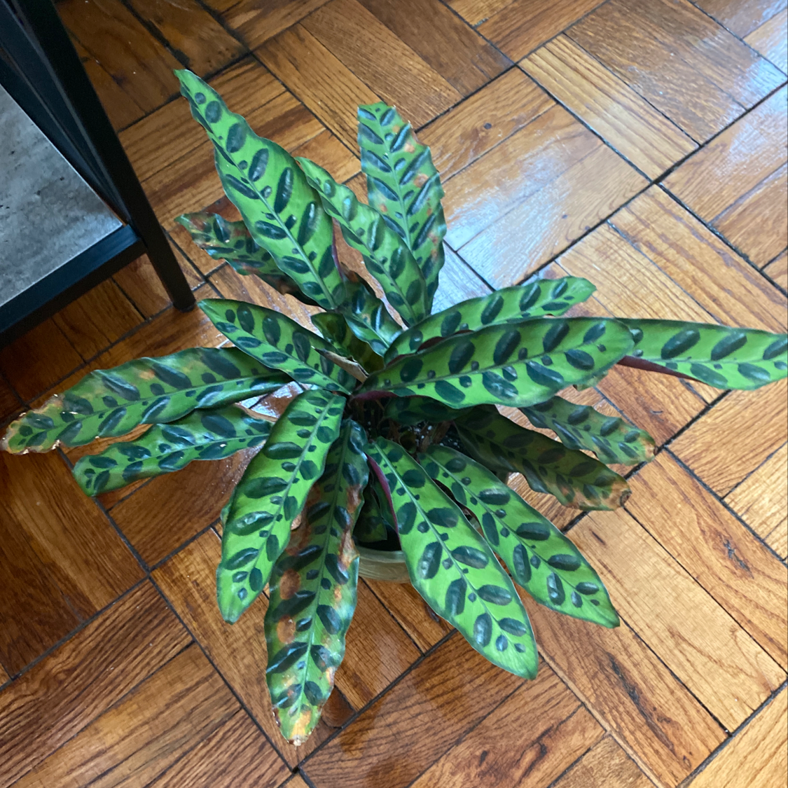 Rattlesnake Plant with distinctively patterned leaves on a wooden floor.