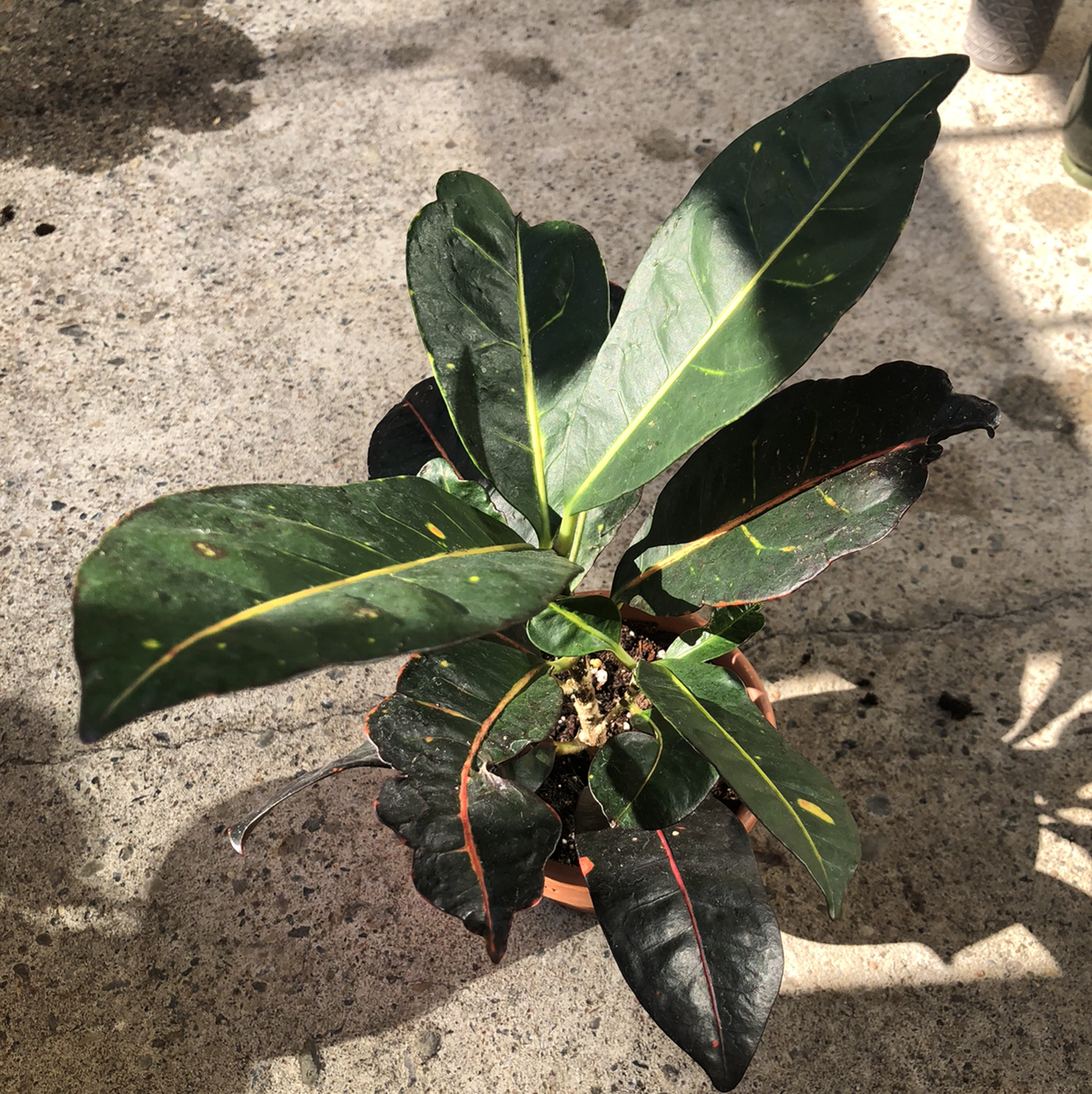 A healthy Croton 'Petra' plant with vibrant green and yellow variegated leaves growing in a stone pot.