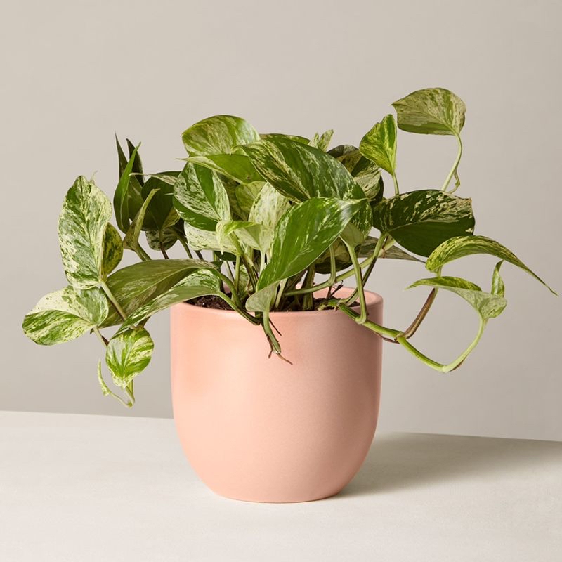 Photo of the plant species Vitis Victoria Red Grape by Tasha named golden pothos on Greg, the plant care app