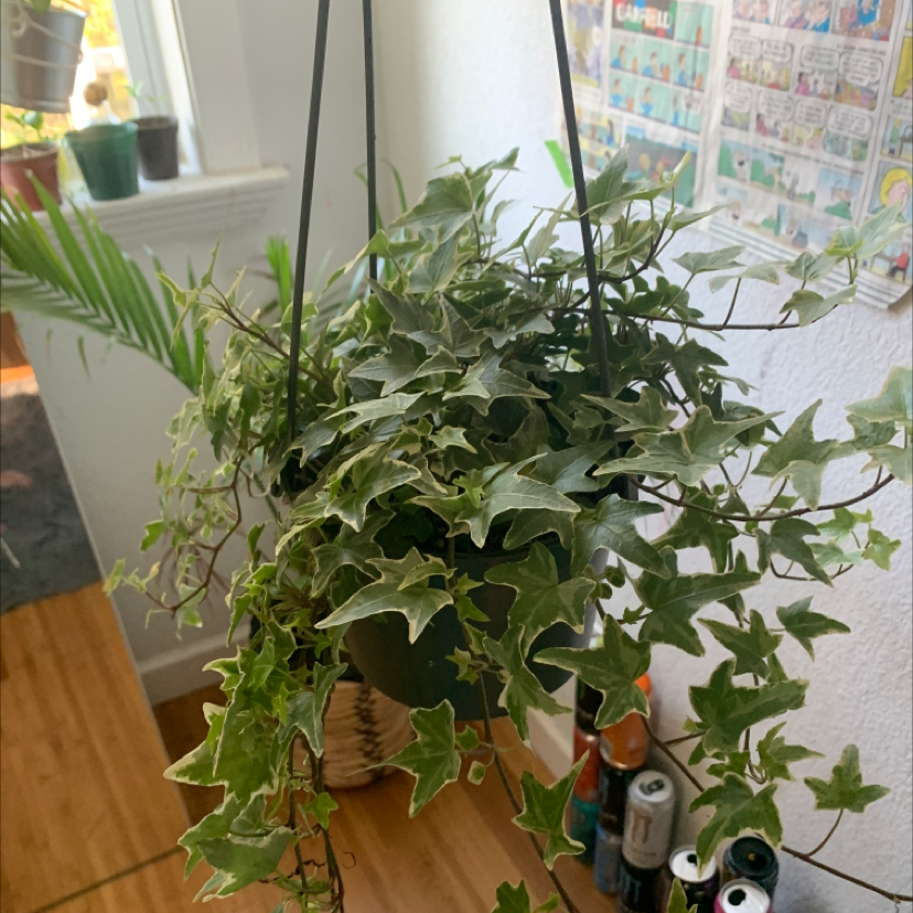 English Ivy plant photo by @ur_moms_house named Walt on Greg, the plant care app.