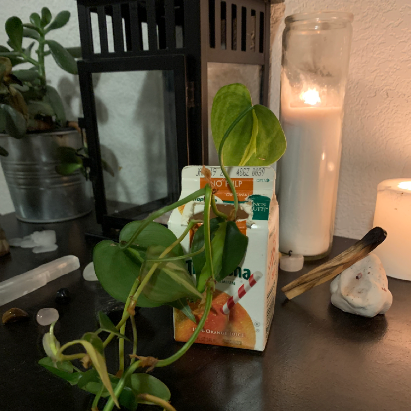 Philodendron Scandens plant photo by @ur_moms_house named pineapple juice￼ on Greg, the plant care app.