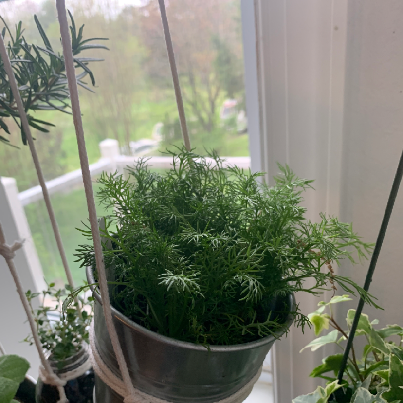 Healthy dill plant in a hanging pot with lush green foliage.