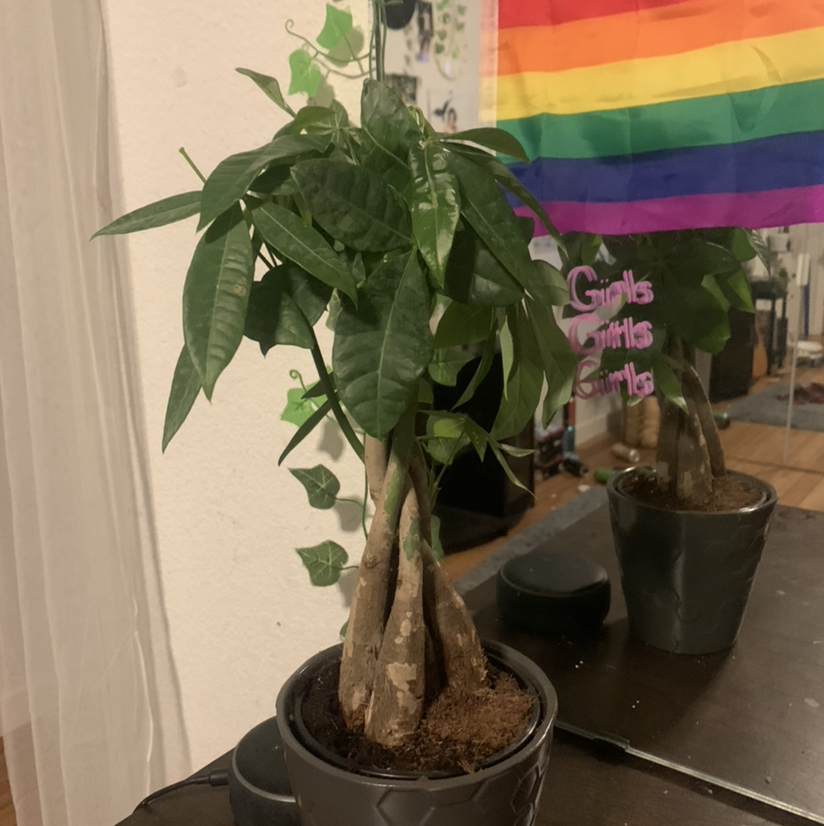 Money Tree plant photo by @ur_moms_house named king princess￼ on Greg, the plant care app.
