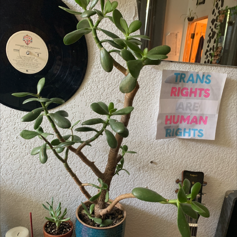 Lucky Plant plant photo by @ur_moms_house named lincoln￼ on Greg, the plant care app.