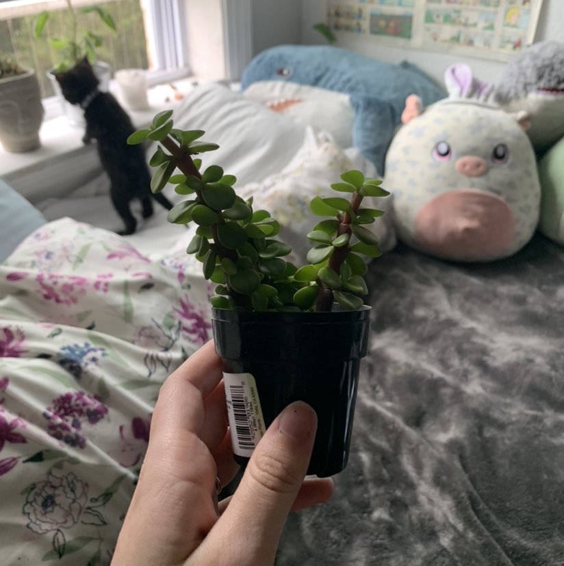 Porkbush plant photo by @ur_moms_house named hotmommajomba on Greg, the plant care app.