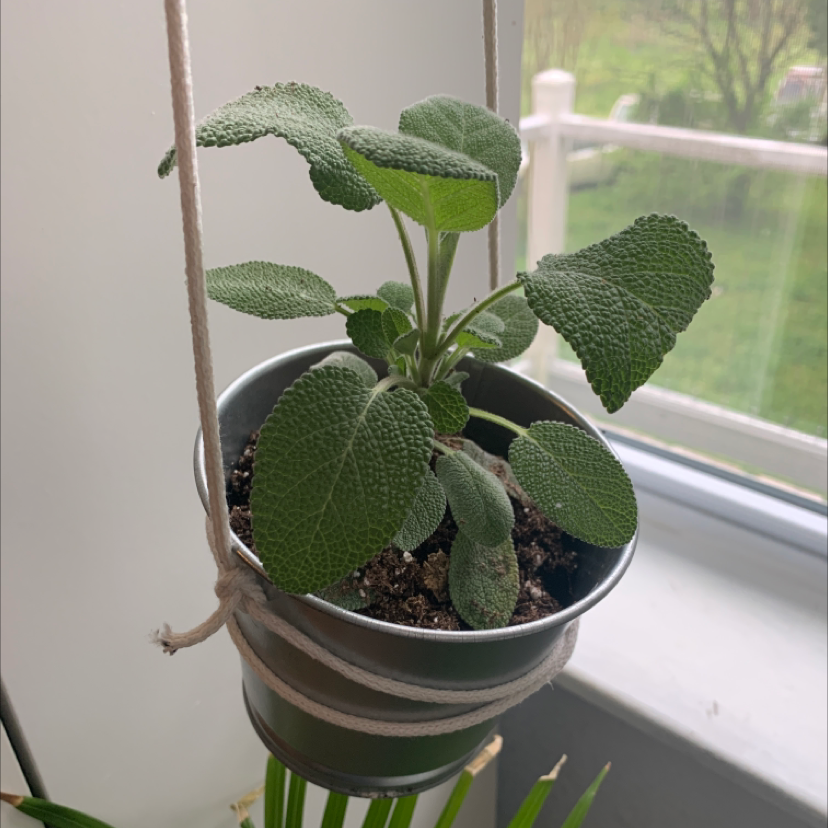 Healthy potted Common Sage plant hanging near a window.
