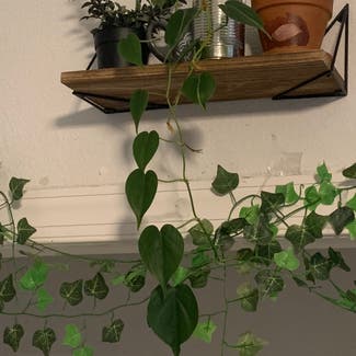 Heartleaf Philodendron plant in Collierville, Tennessee