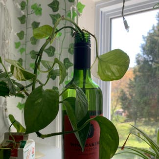 Golden Pothos plant in Collierville, Tennessee