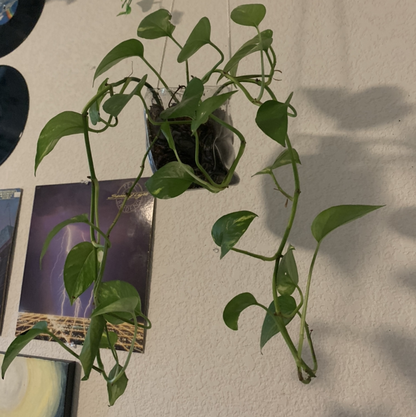 Taro Vine plant photo by @ur_moms_house named jasper on Greg, the plant care app.