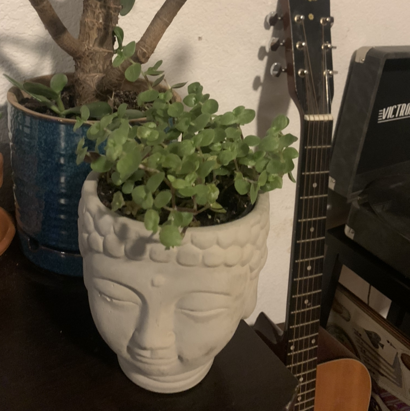 Creeping Inch Plant plant photo by @ur_moms_house named sam on Greg, the plant care app.