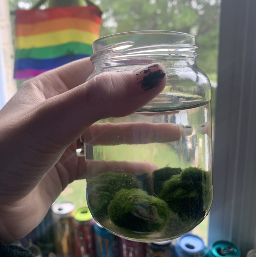 Photo of the plant species Marimo by @ur_moms_house named boob on Greg, the plant care app