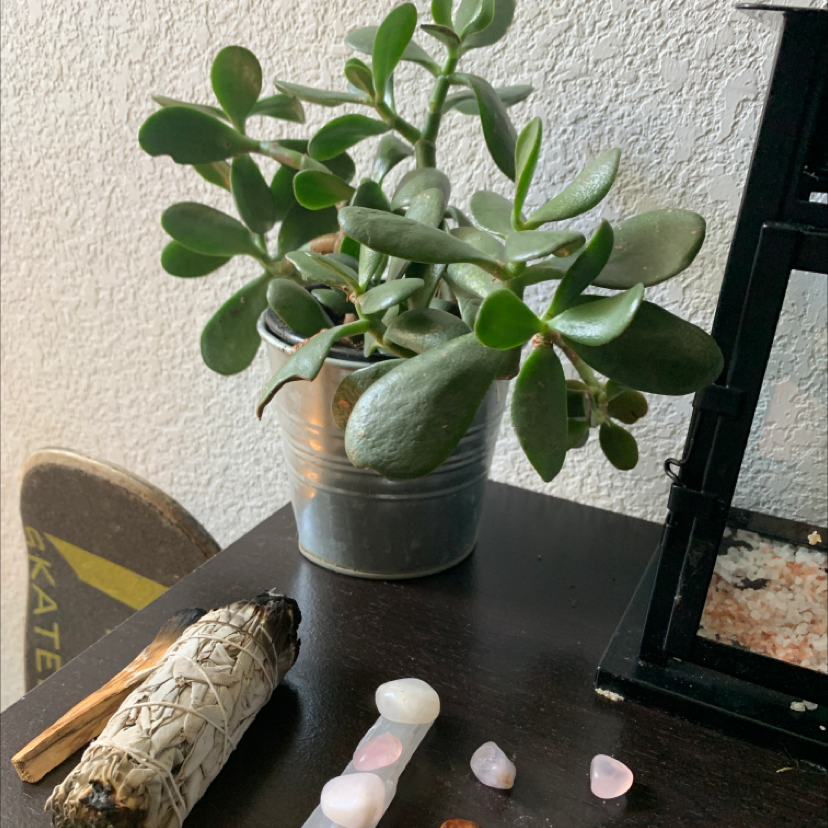 Lucky Plant plant photo by @ur_moms_house named Arcadia￼ on Greg, the plant care app.