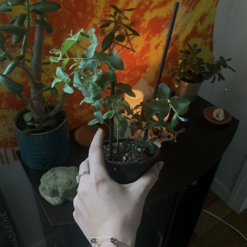 Hand holding a potted Crassula succulent plant with round blue-green leaves, one showing yellowing. Plant in black pot against patterned background.