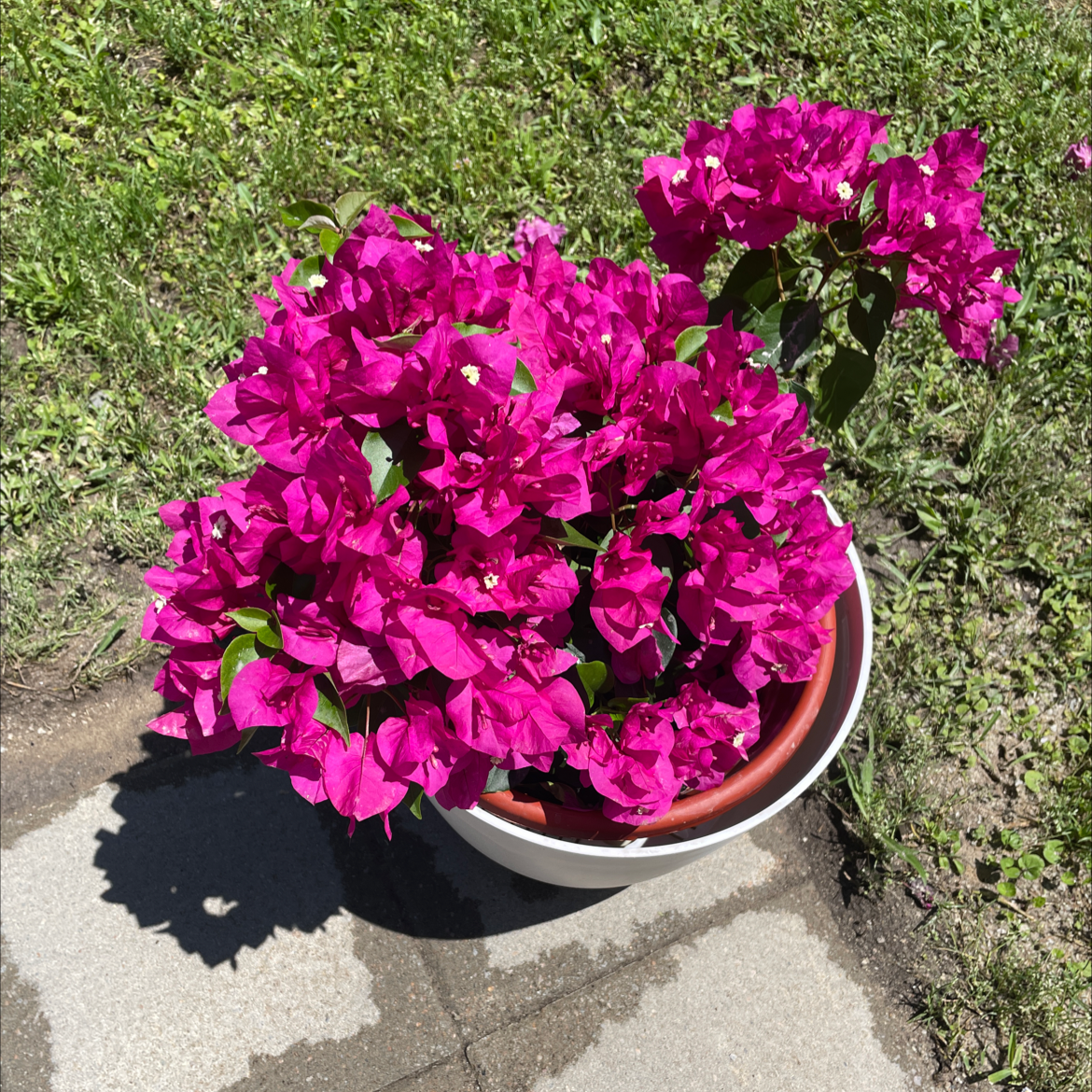 Potted Bougainvillea plant with vibrant pink flowers, healthy appearance.