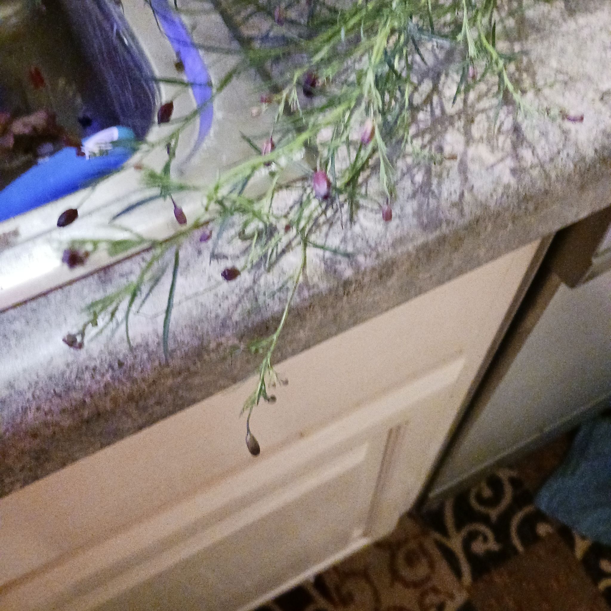Photo of the plant species Purple False Foxglove by @meeklives named ChloroPhil on Greg, the plant care app