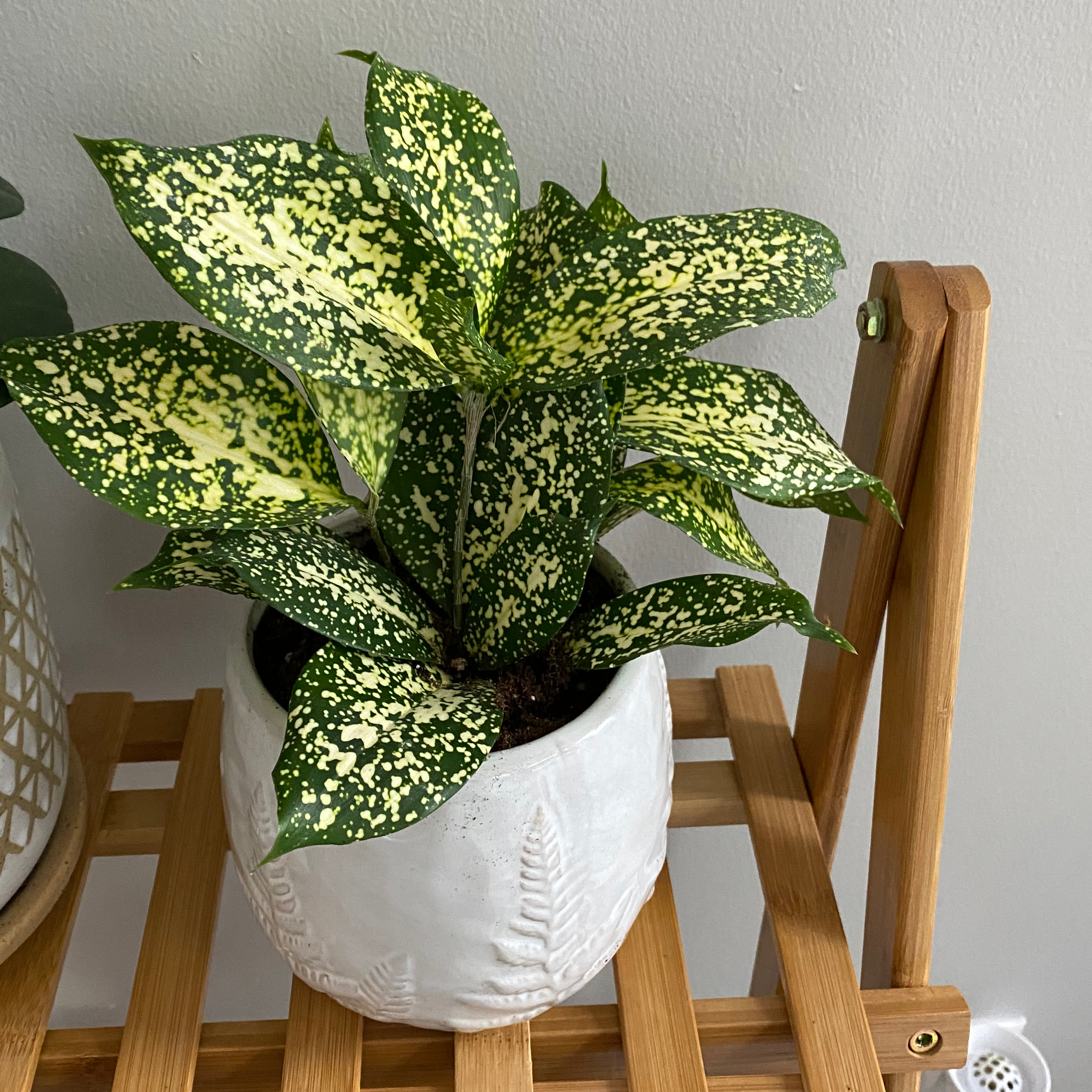 Photo of the plant species Gold Dust Dracaena by @Nicolelittle13 named Ferine Saunders on Greg, the plant care app