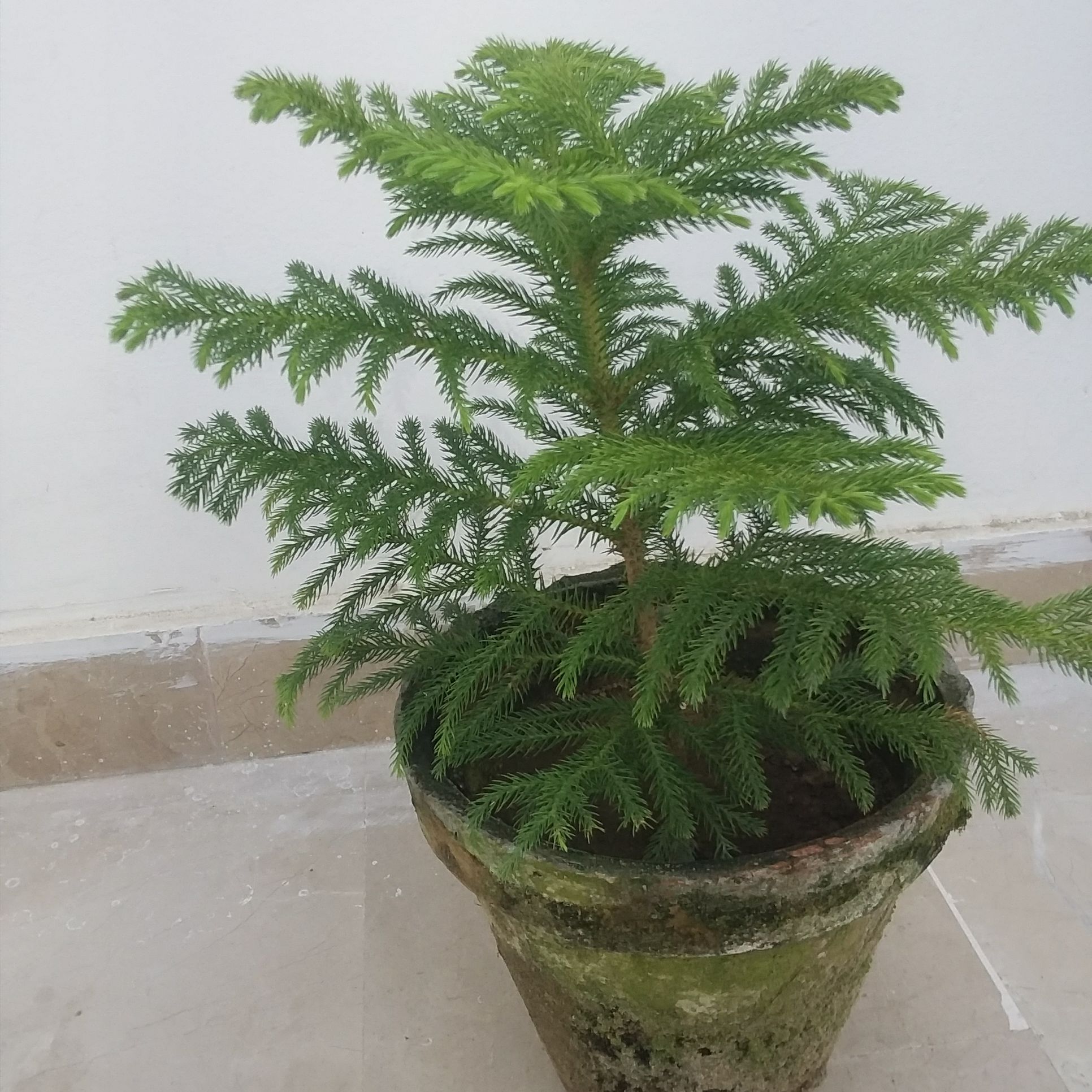 Photo of the plant species Norfolk Island Pine by @UpfrontLithop named Pine on Greg, the plant care app
