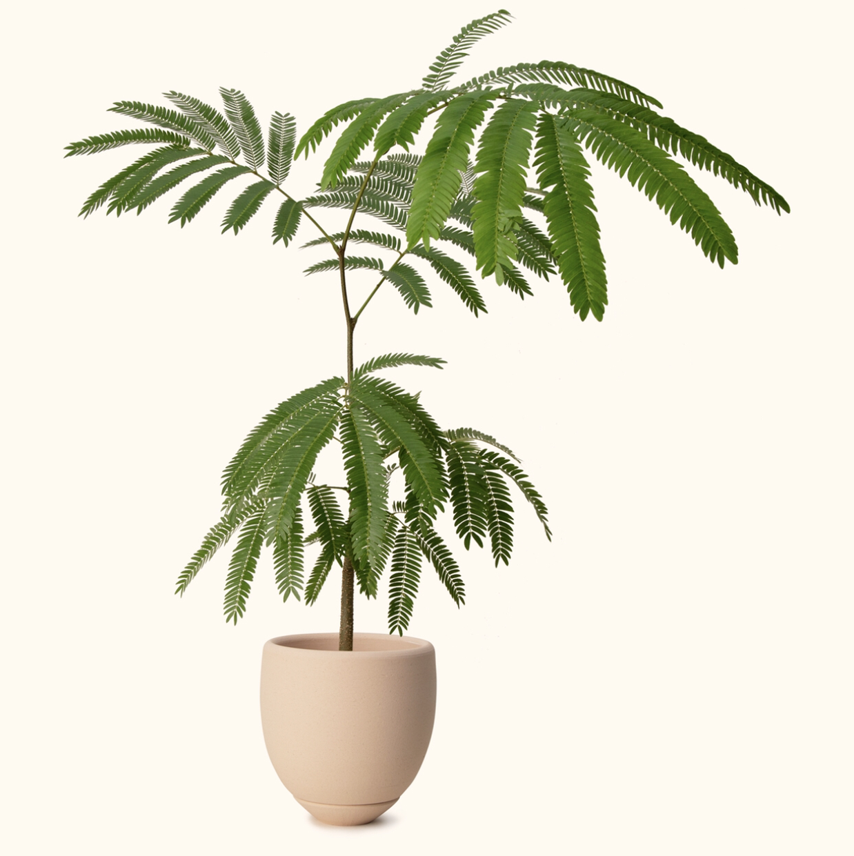 Potted Everfresh Tree with green, feathery leaves against a plain background.