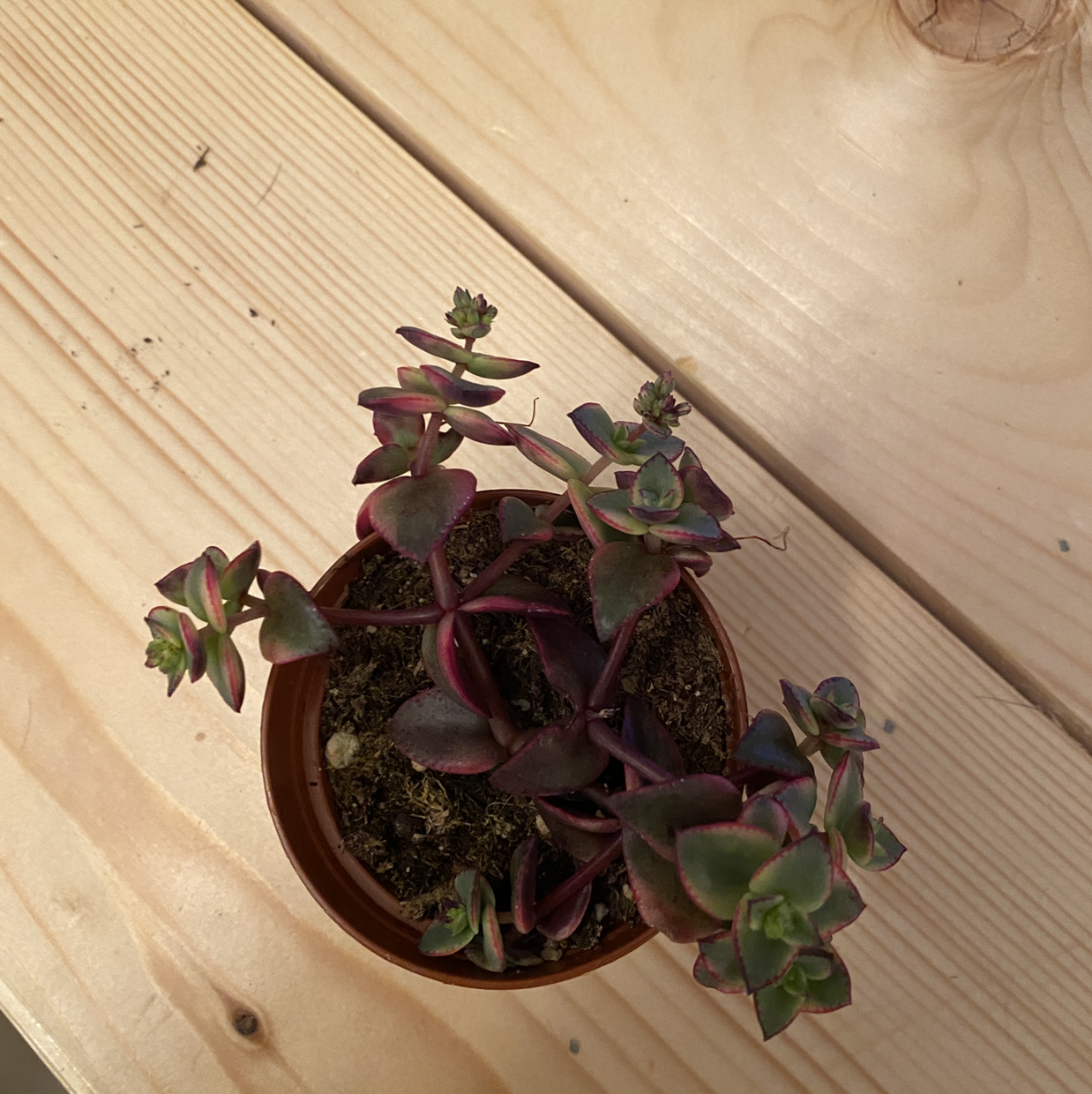 Healthy Crassula pellucida succulent with pink-edged leaves, photographed from above on a wooden surface.