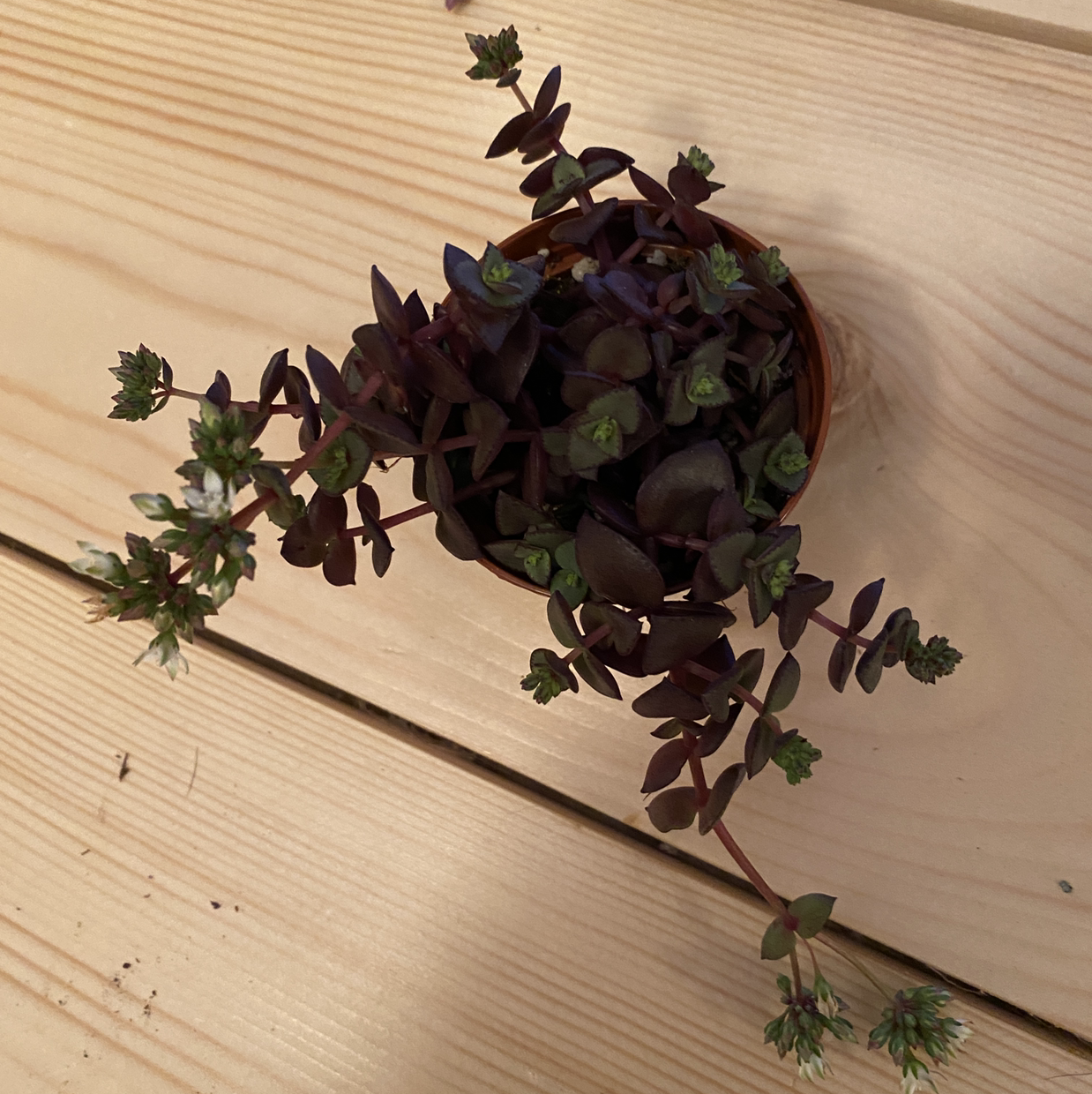 Healthy Crassula pellucida succulent with dark purple heart-shaped leaves in a trailing growth habit, photographed on a light wooden surface.