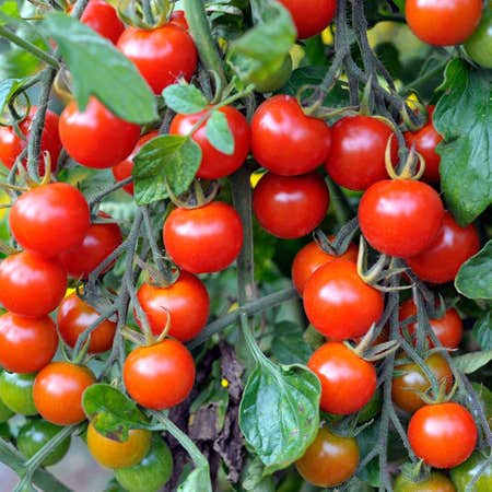 Photo of the plant species Cherry Tomato by Jenniblayke named Cherry tomatoes on Greg, the plant care app