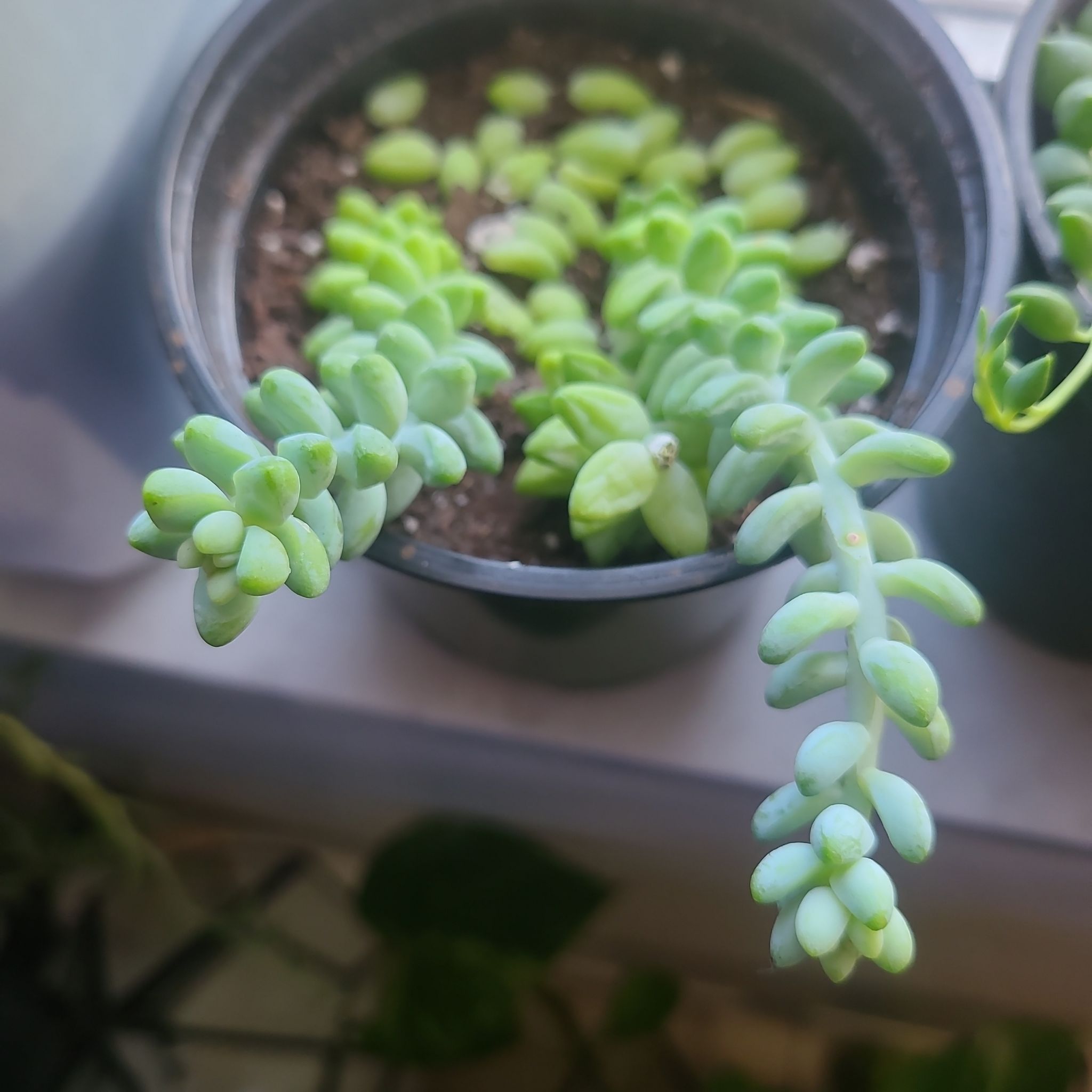 Photo of the plant species Burro's Tail by @Jenniblayke named Burrilo on Greg, the plant care app