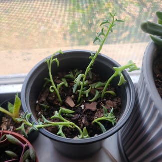 String of Dolphins plant in Tampa, Florida