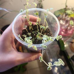 Sedum 'Little Missy' plant
