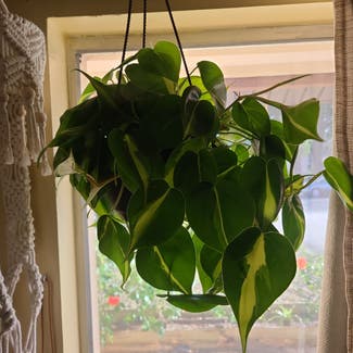Brazil Philodendron plant in Tampa, Florida