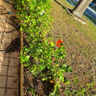 Chinese Hibiscus plant in Tampa, Florida